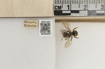 Media type: image;   Entomology 792437 Aspect: Labels